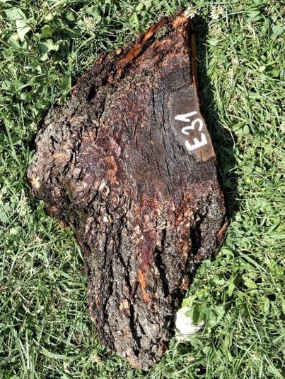 E031 Meruňkový odřezek 30x20x4 cm