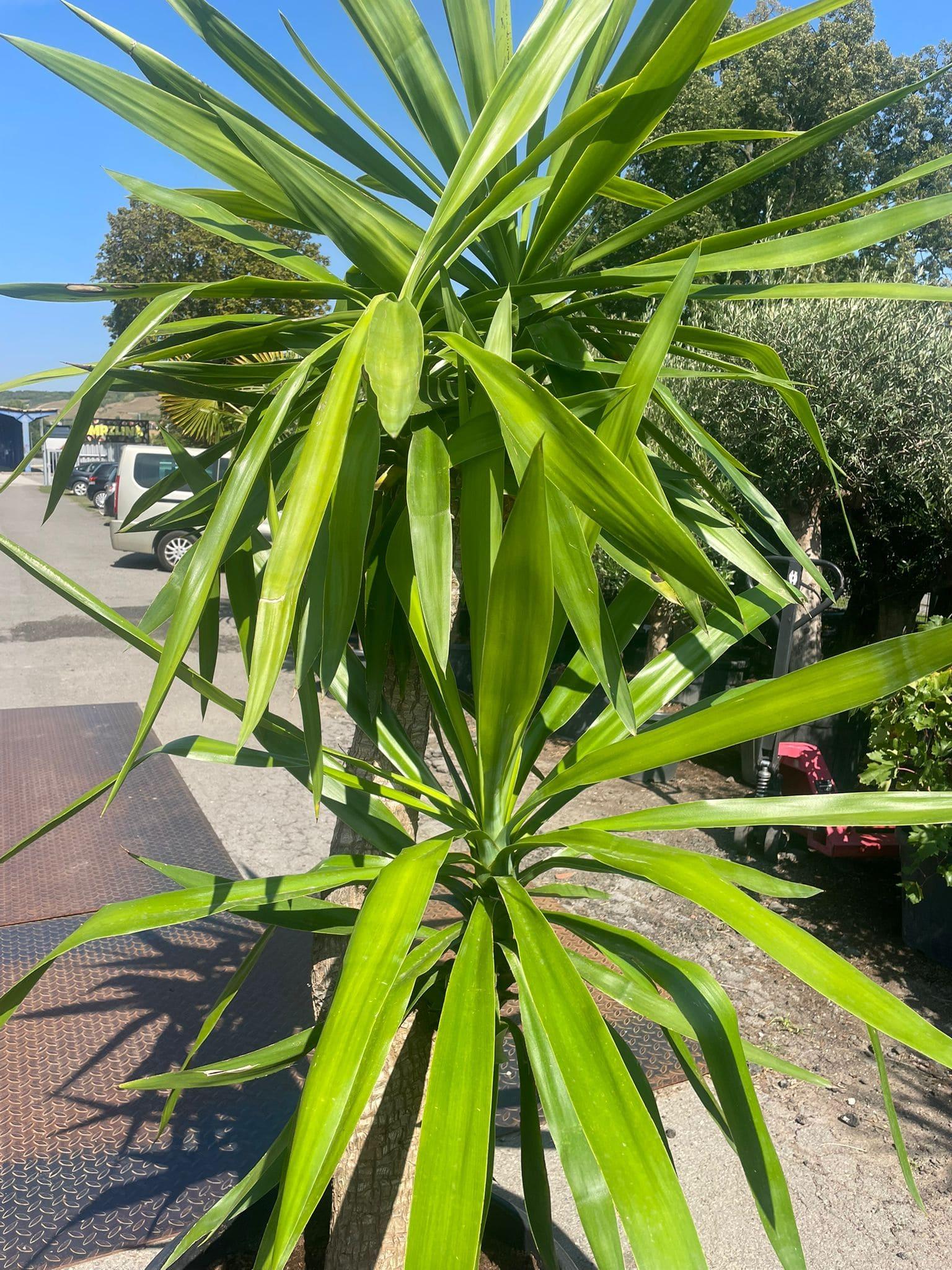 Juka elephantipes, 200-210 cm