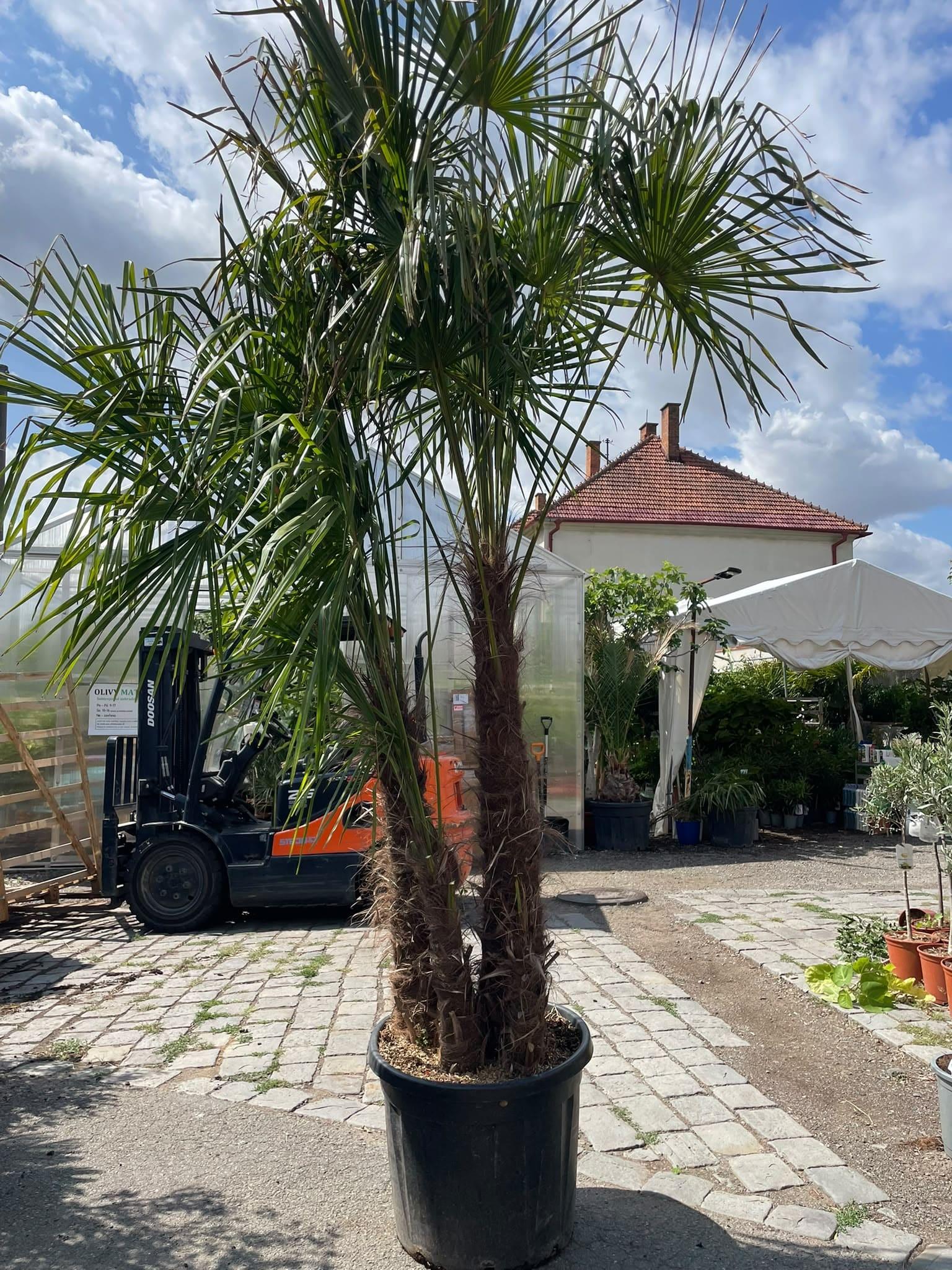 Trachycarpus fortunei trojkmen