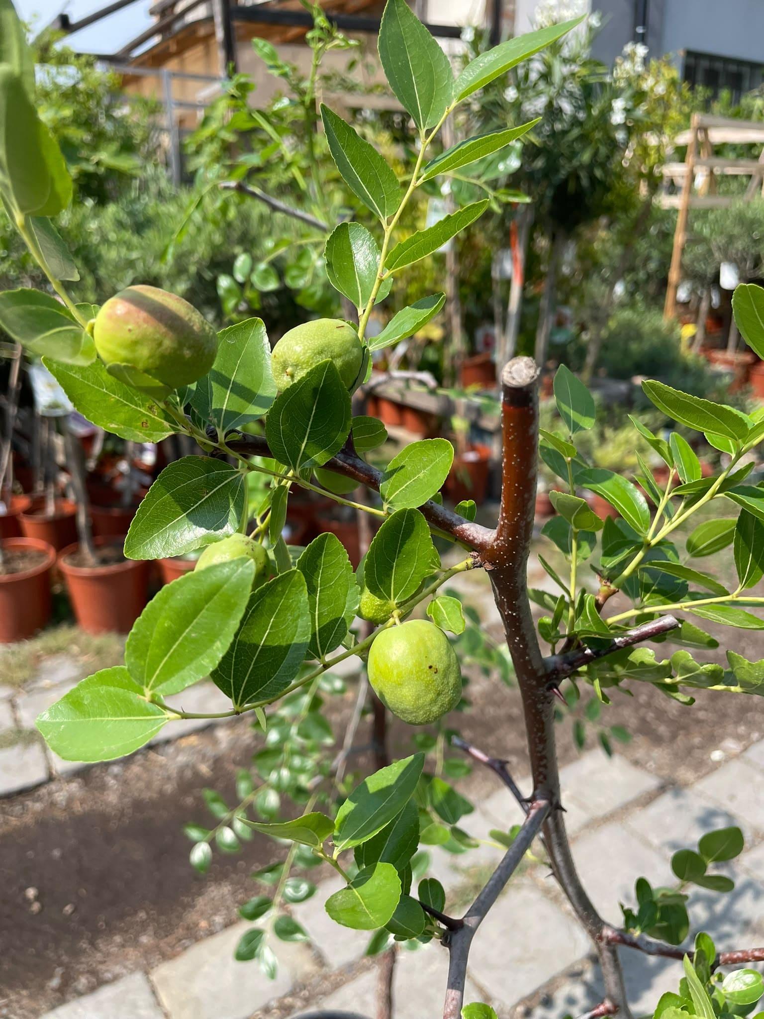 Ziziphus jujuba, 120 - 130 cm