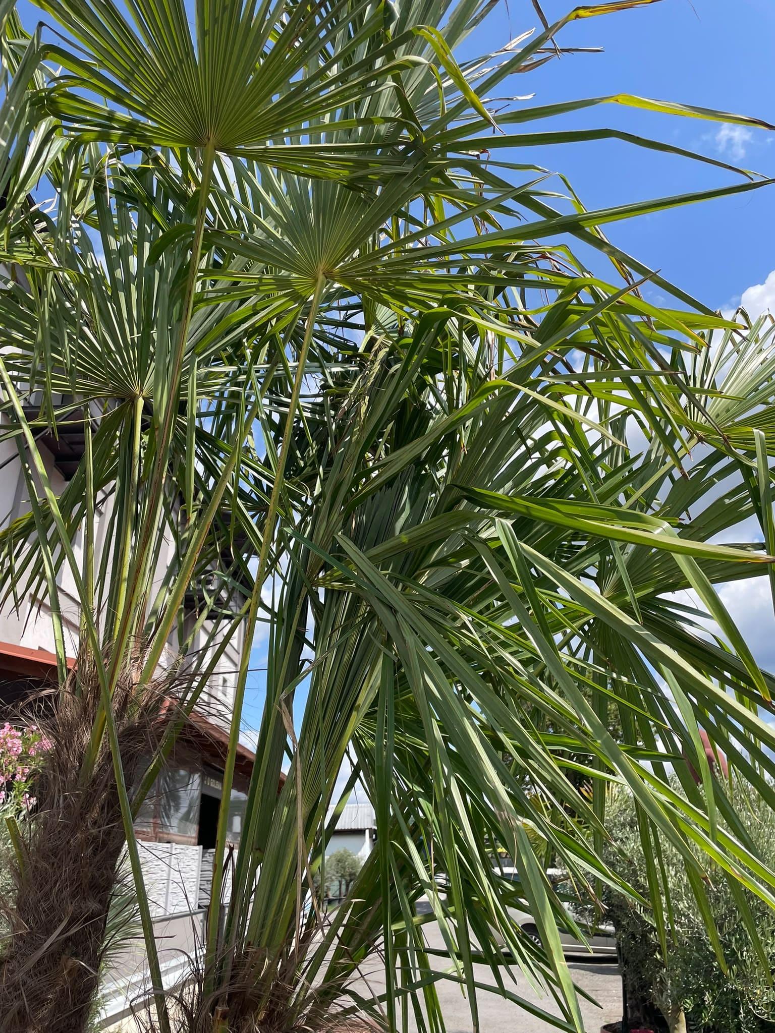 Trachycarpus fortunei trojkmen