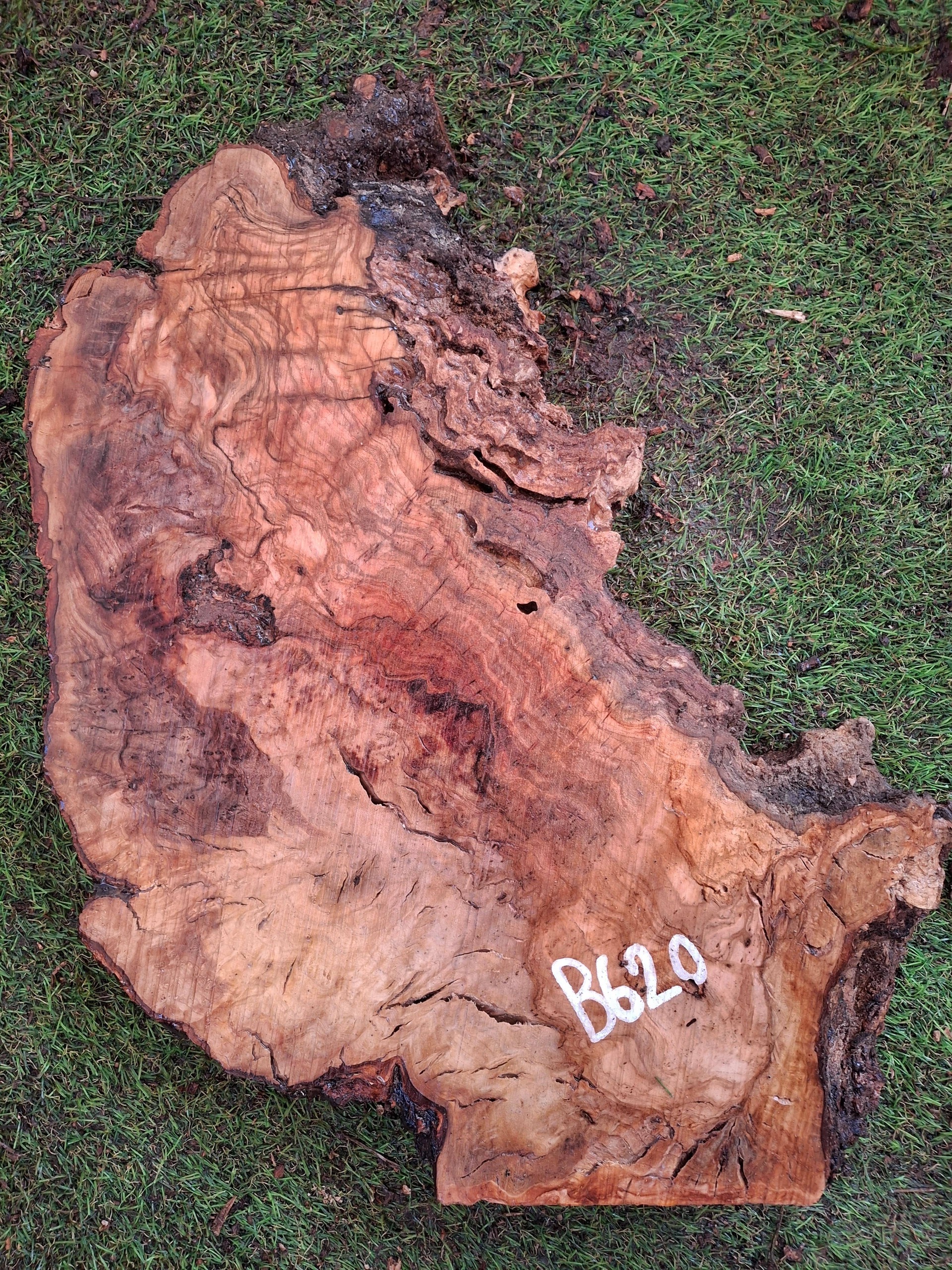 B620 Olivové dřevo 47x27x4,5 cm