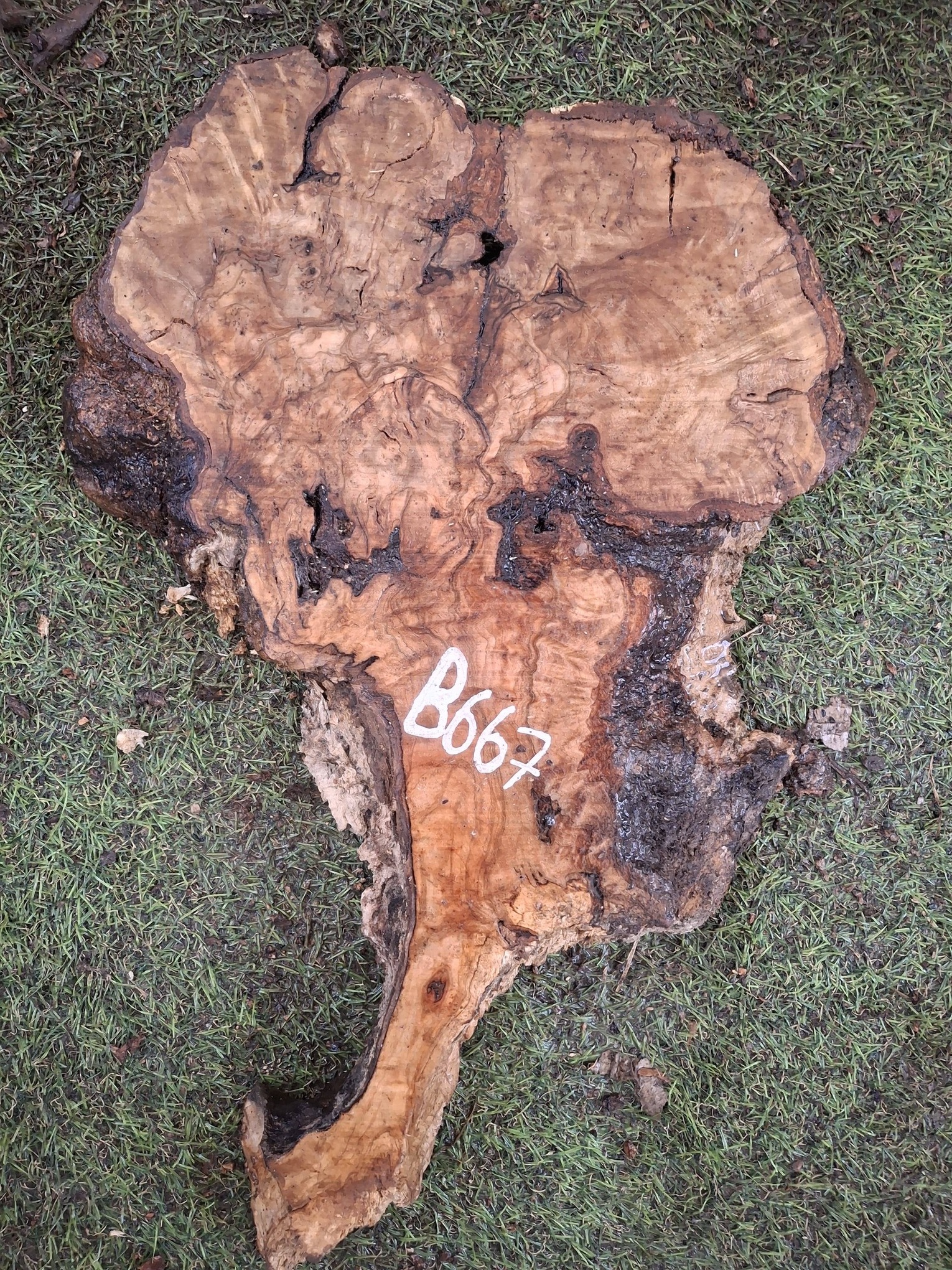 B667 Olivové dřevo 31x20x4,5 cm