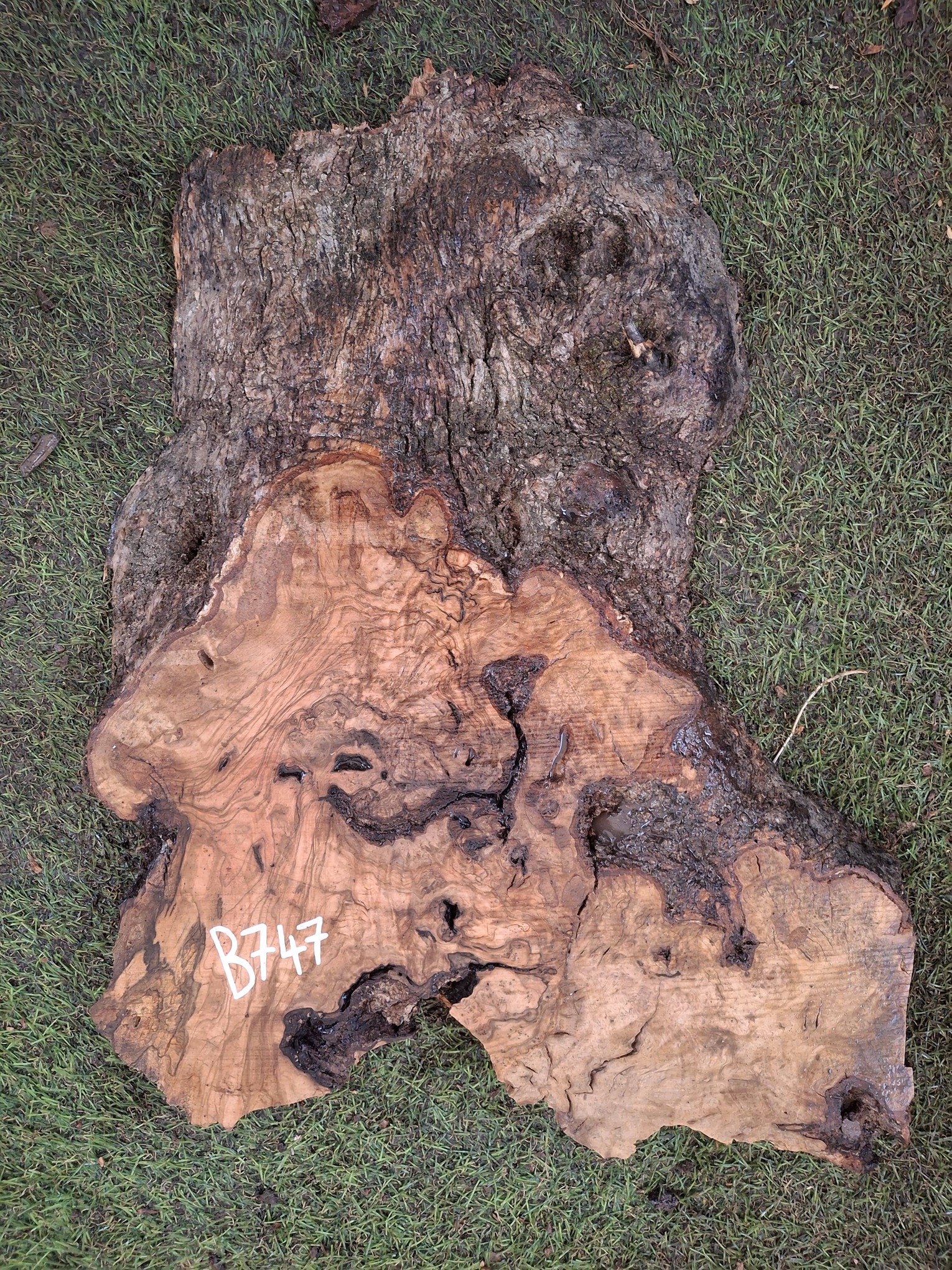 B747 Olivové dřevo 43x26x4,5 cm