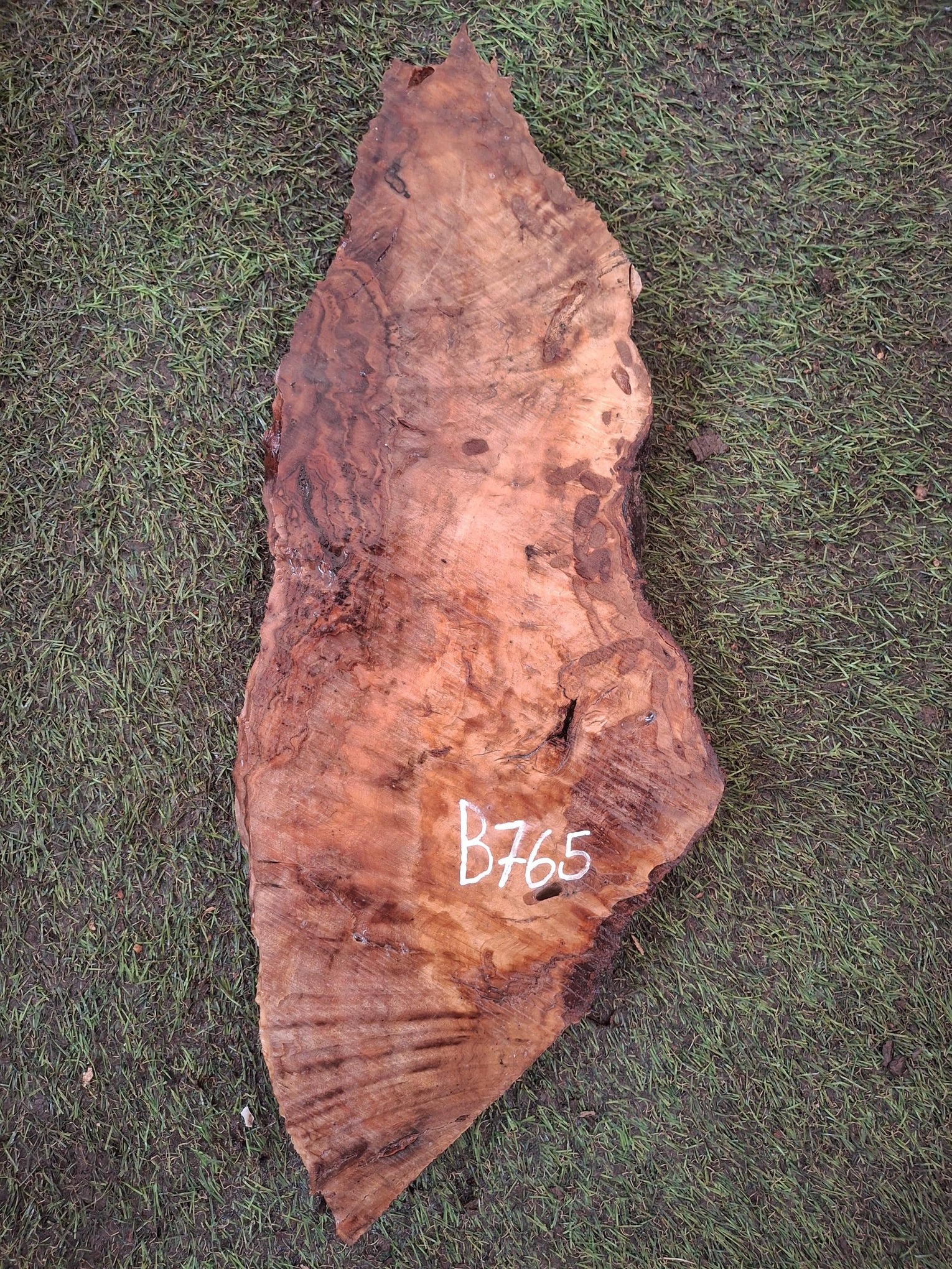 B765 Olivové dřevo 47x154,5 cm