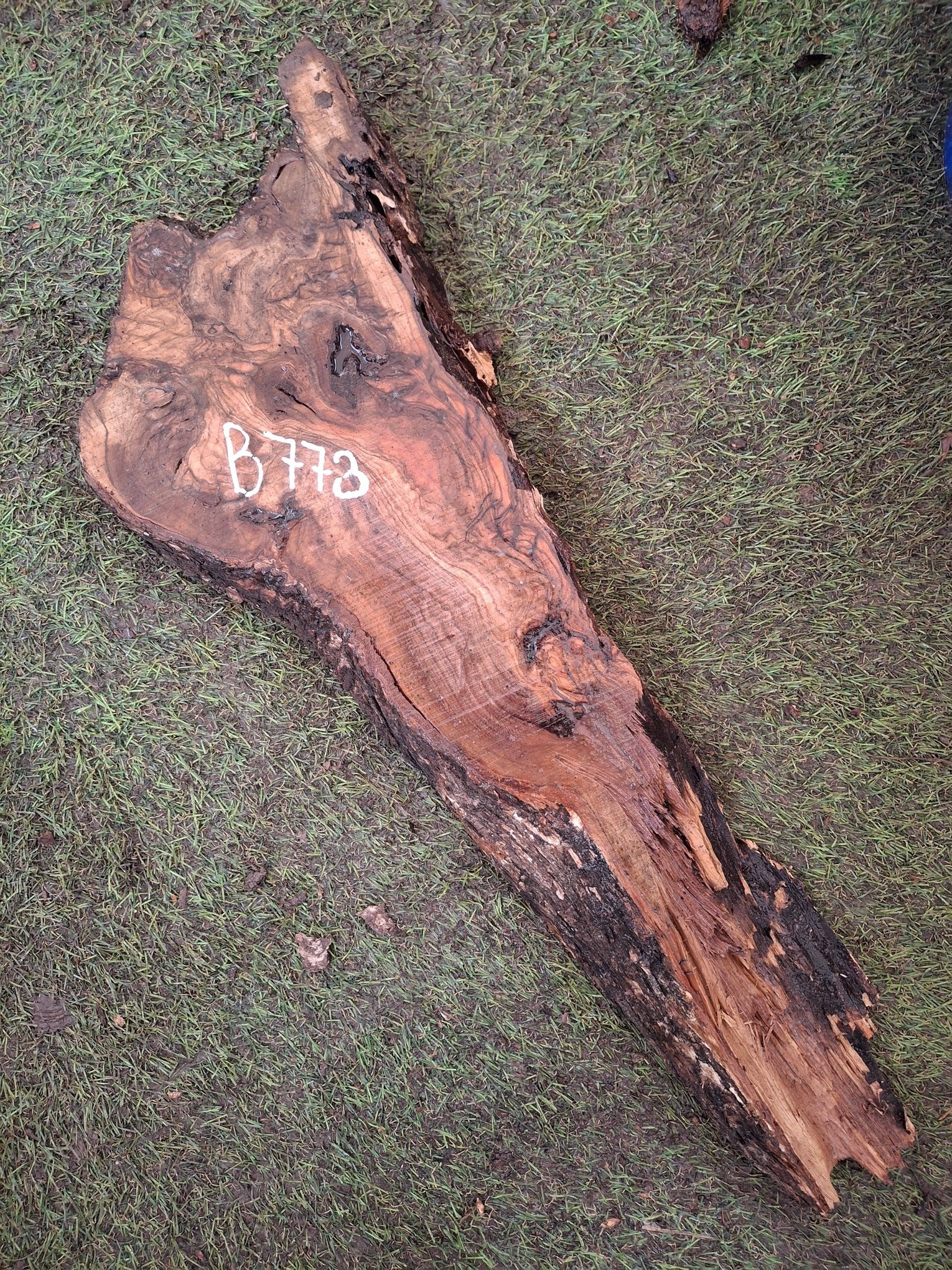 B773 Olivové dřevo 50x12x1-4,5 cm