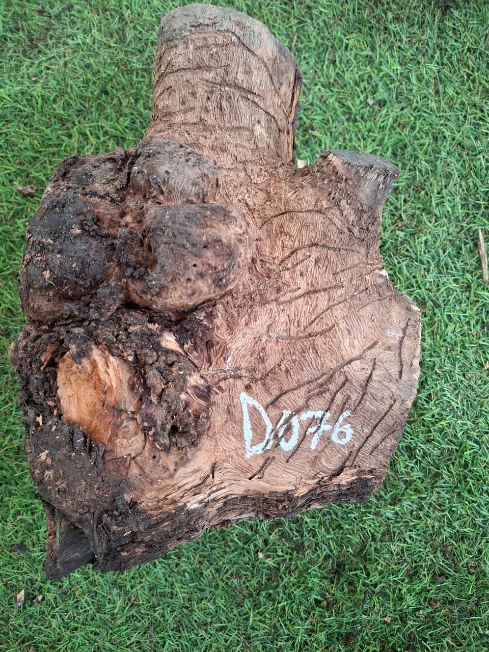 D076 Olivový špalek 20x16x11 cm