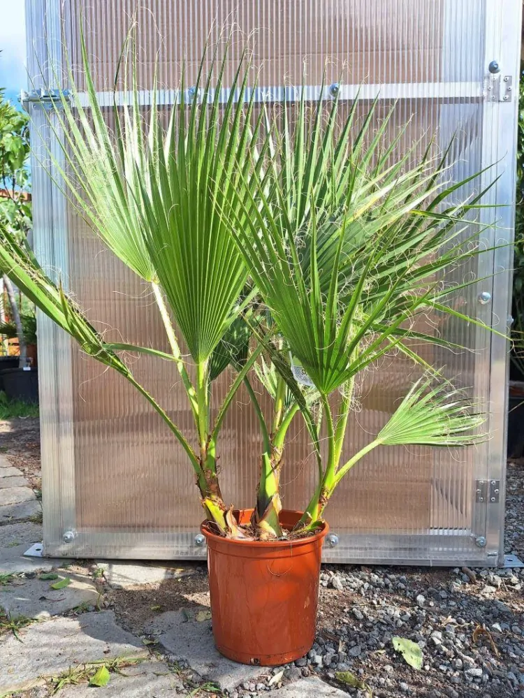 Washingtonia robusta, skupina, 70-90 cm