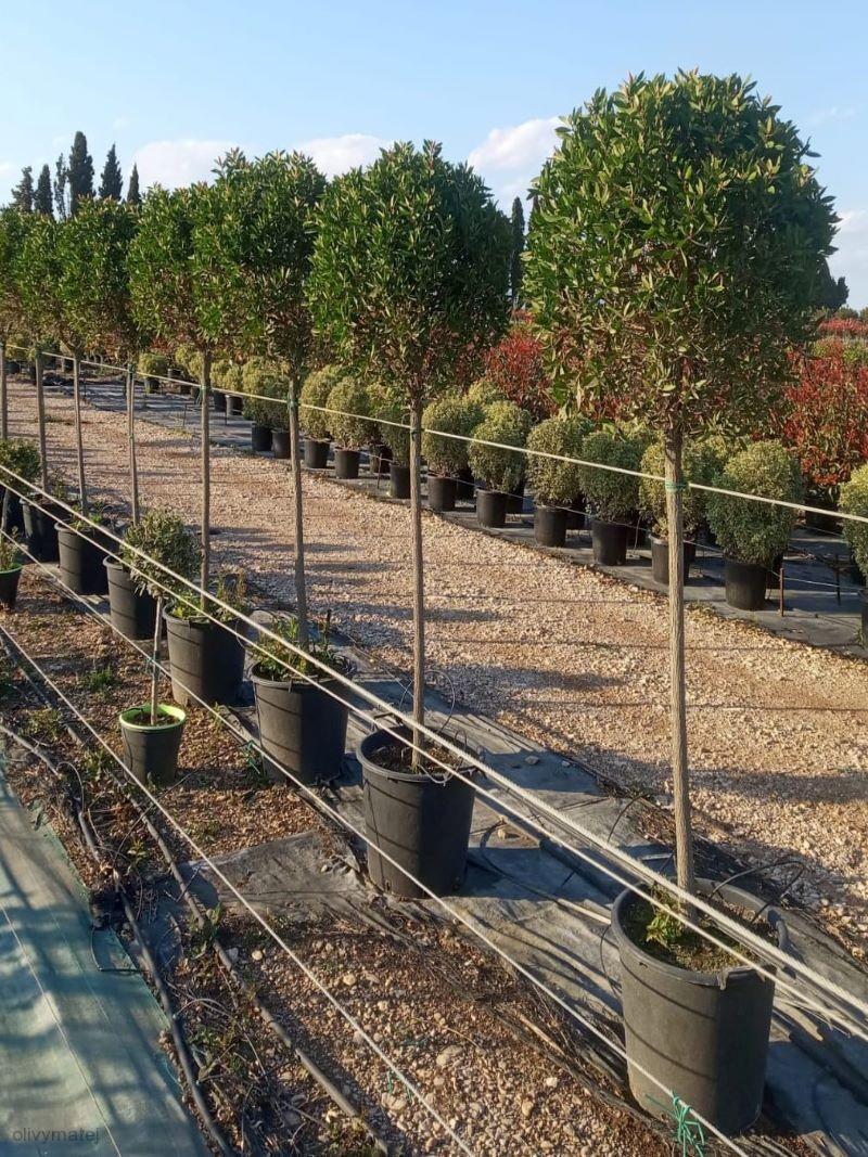 Kalistemon (Štětkovec) - kulovitá koruna