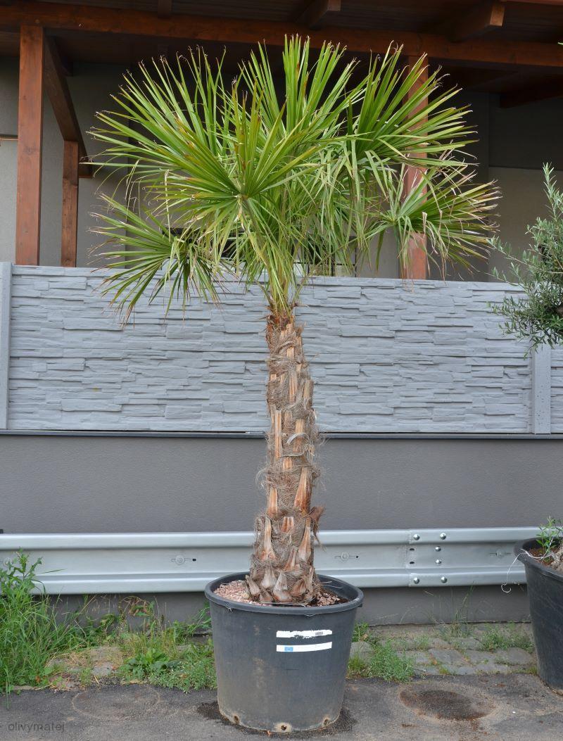 Livistona decipiens 2,5m