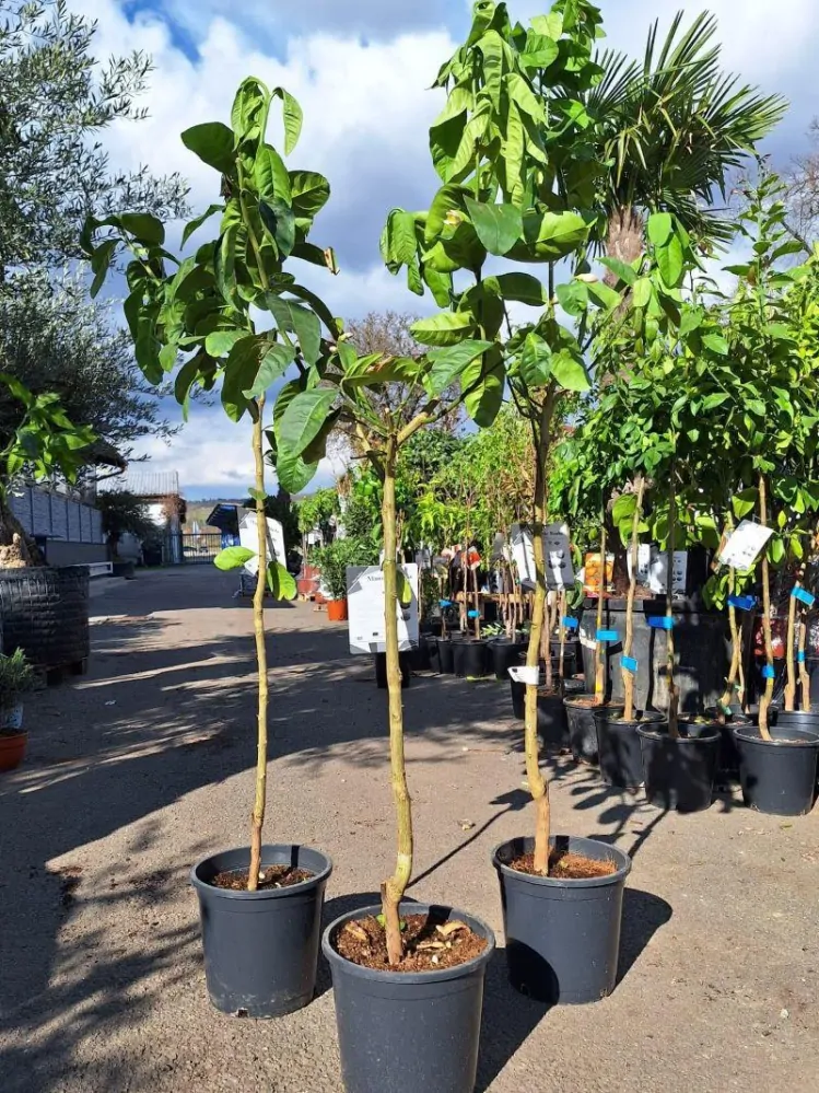 Citrus "Budhova ruka" 160-165 cm