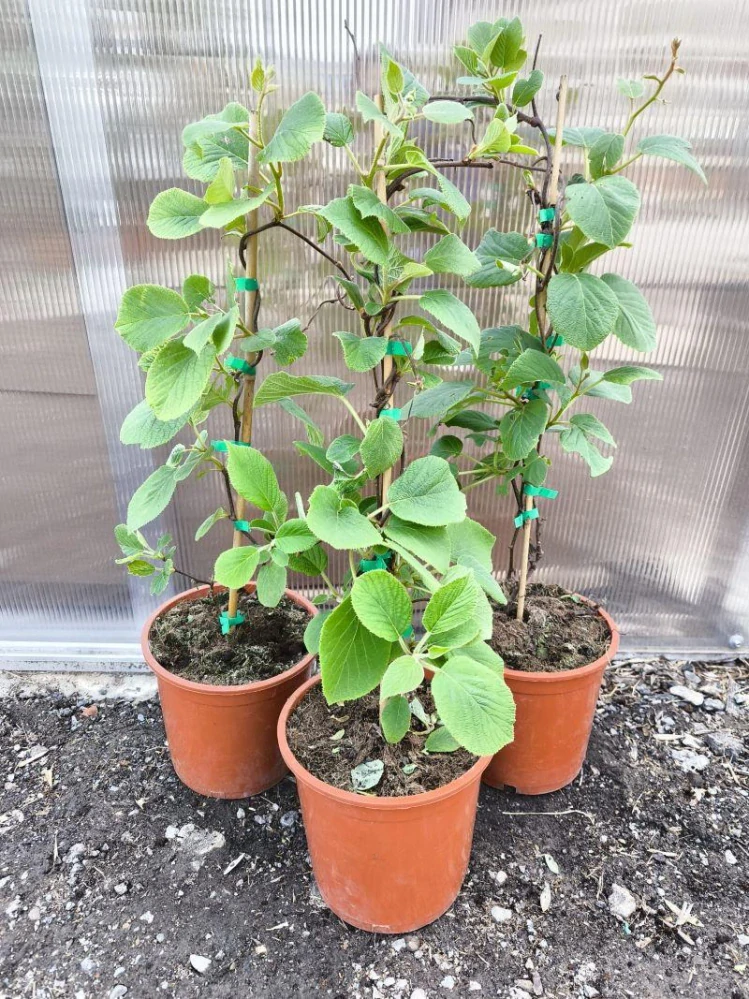 Kiwi "Jenny", velkoplodé, SAMOSPRAŠNÉ