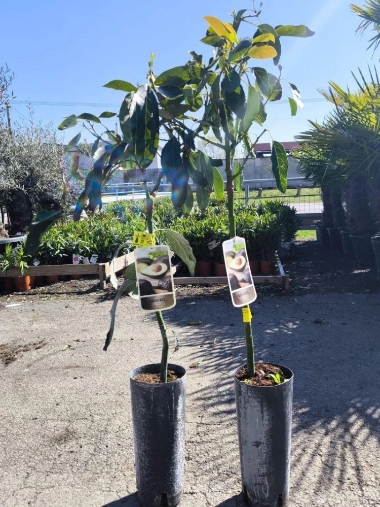 Avokádo, 110-120 cm, odrůda "Hass"