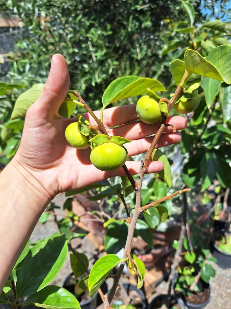 Kaki, odr. "Rojo brillante", obv. 4-6 cm