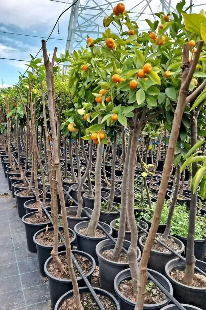 Citrus "Kalamondin", 140 cm, obv. 6-8 cm