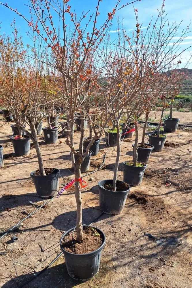 Granátové jablko, 160-190 cm, obv. 12-14 cm