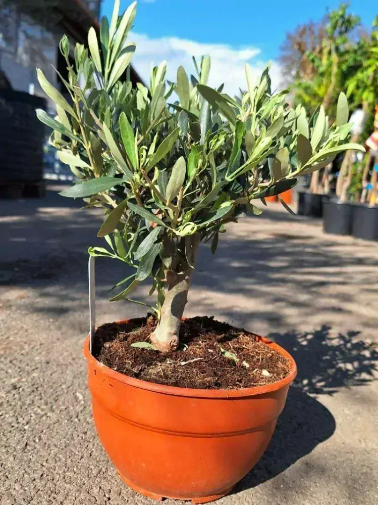 Olivovník, 35-45 cm, misky 20 cm