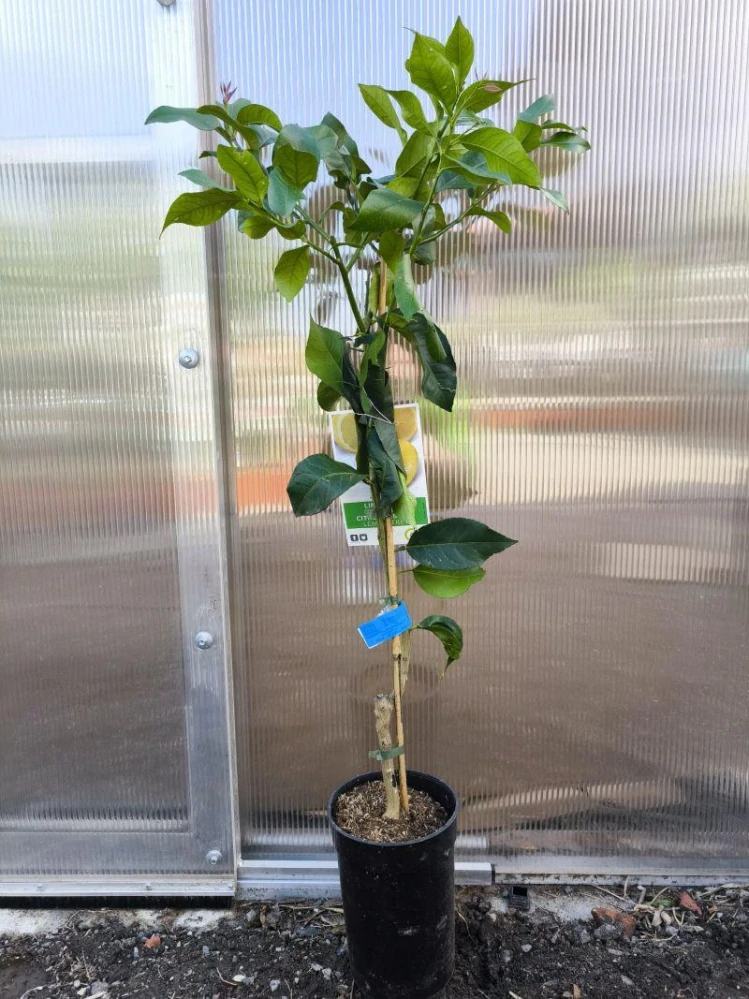 Citrus limon - citron, 90-120 cm