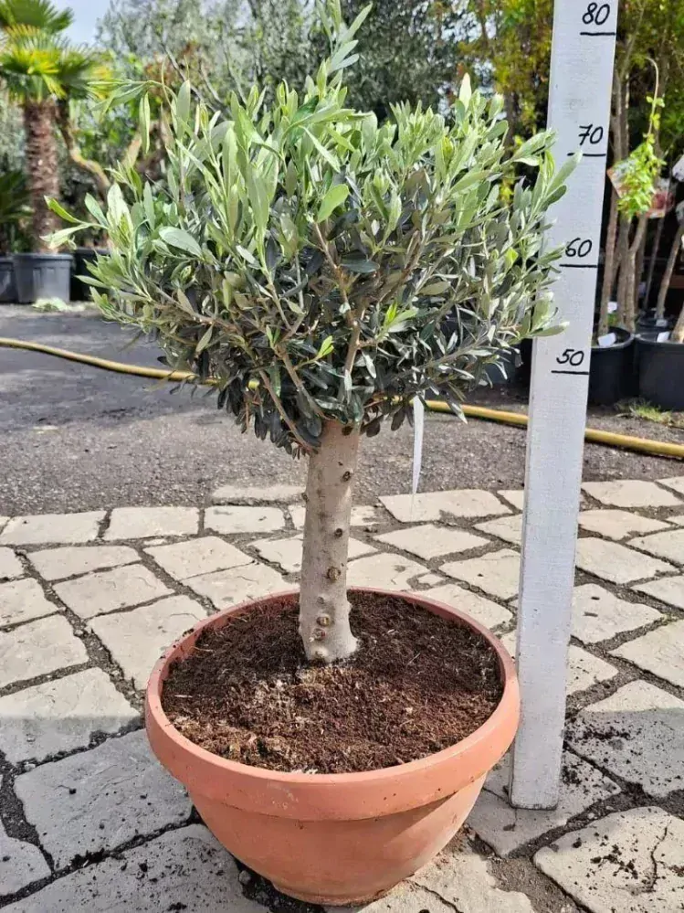 Olivovník, 75-85 cm, misky 38 cm