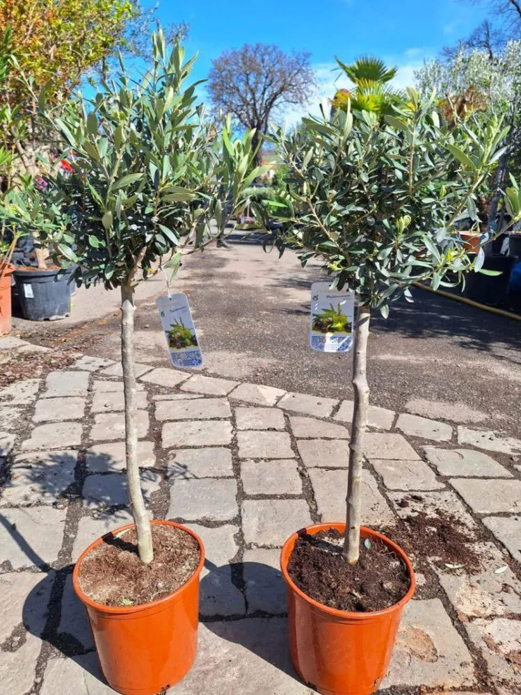 Olivovník evrop., 85-95 cm, obv. 6-8 cm