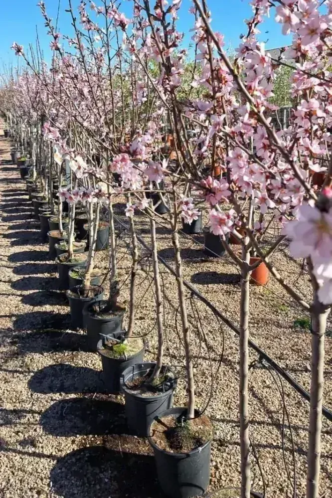 Mandloň obecná, 160-170 cm, obv. 7-9 cm