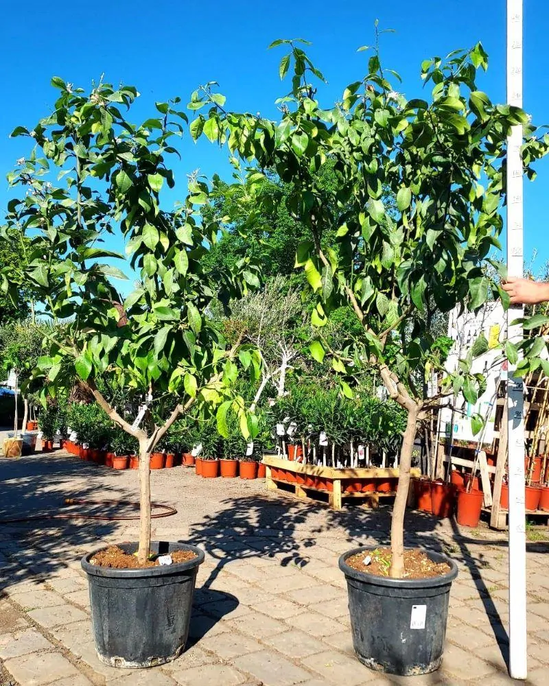 Citrus limon - citron, 35L, obv. 13-14 cm