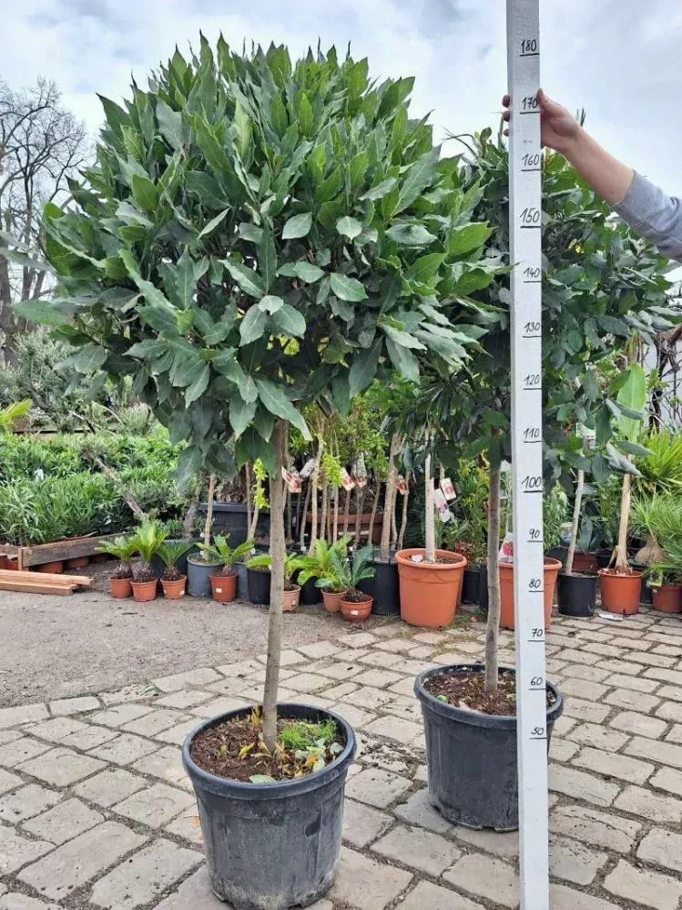 Bobkový list - koruna na kmínku, 180-190 cm