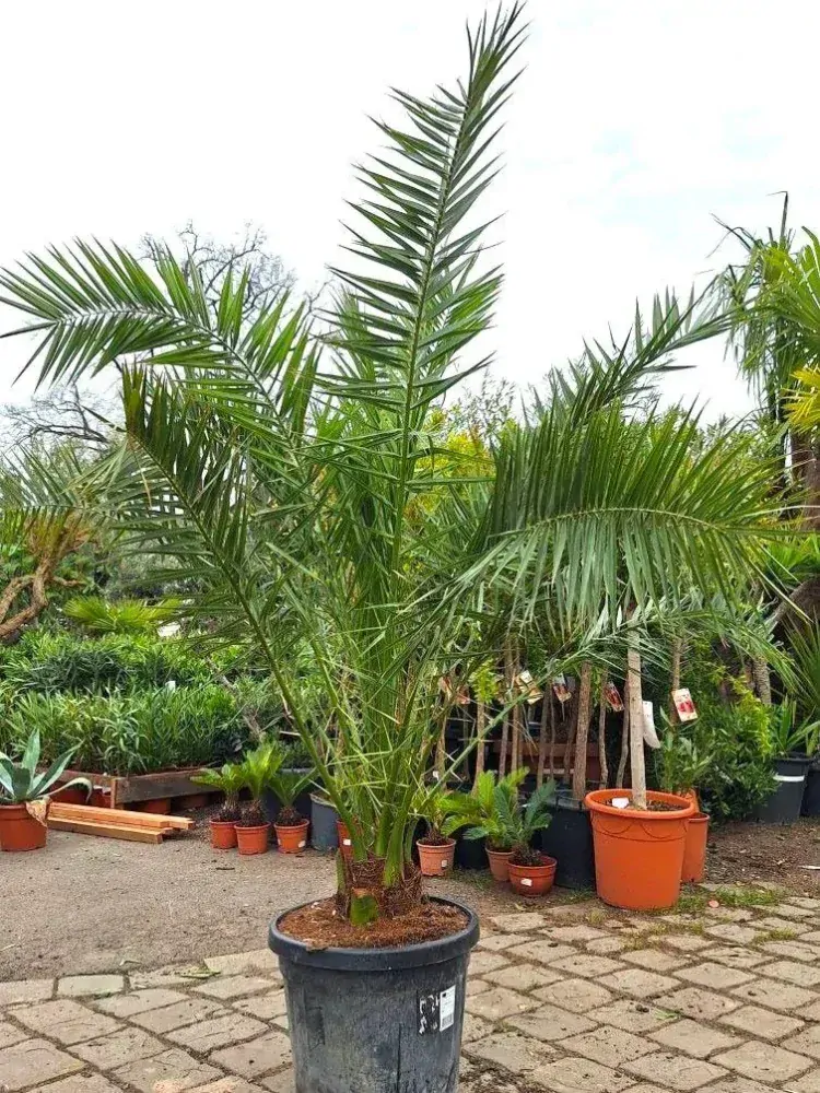 Phoenix canariensis, 45 L