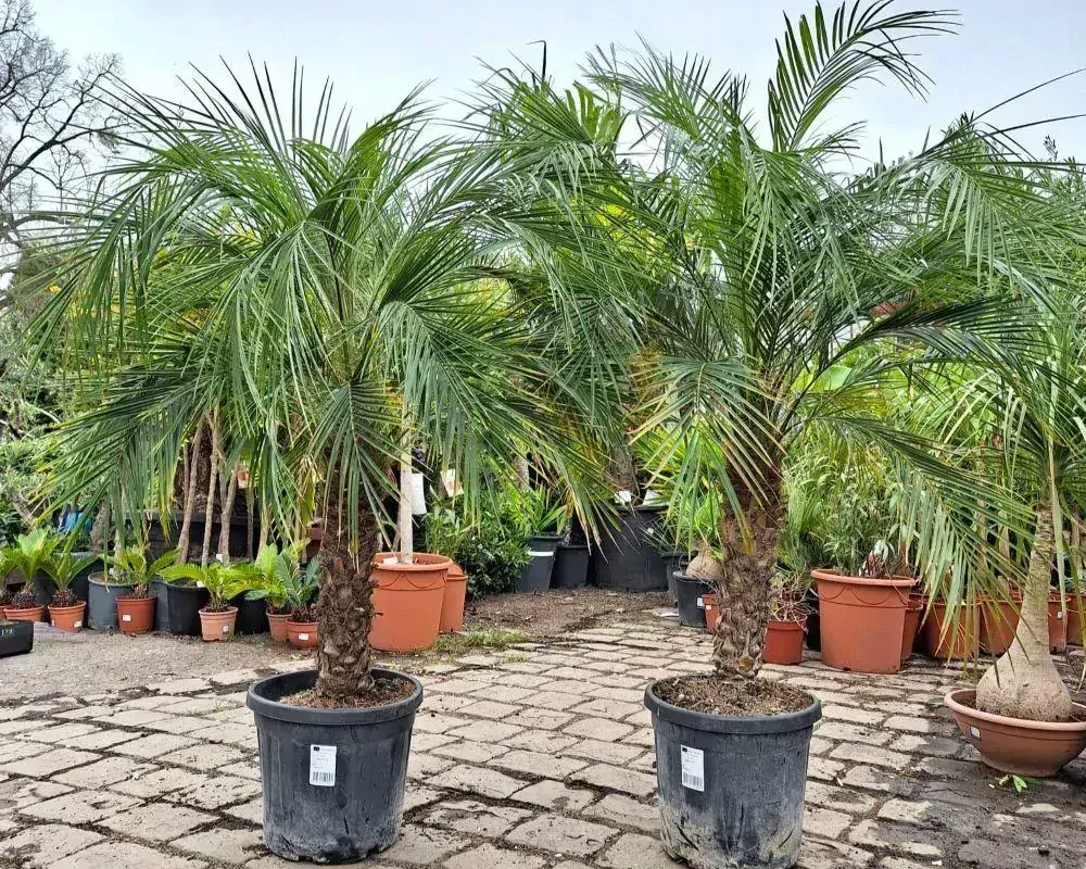Phoenix roebelenii, 150 cm, 25L