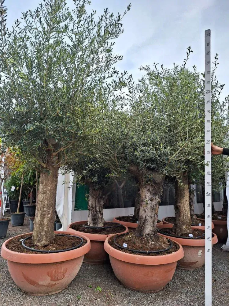 Olivovník, obv. 60/80 cm, výška 220 cm, TERASOVÁ NÁDOBA