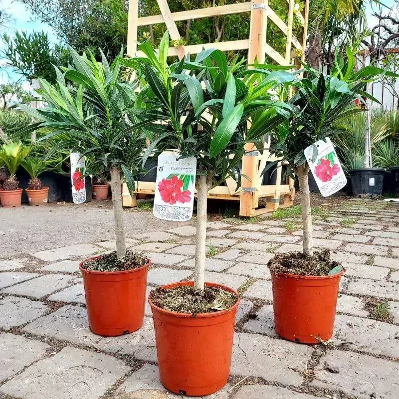 Oleandr, na kmínku, 65-75 cm, tm. růžový