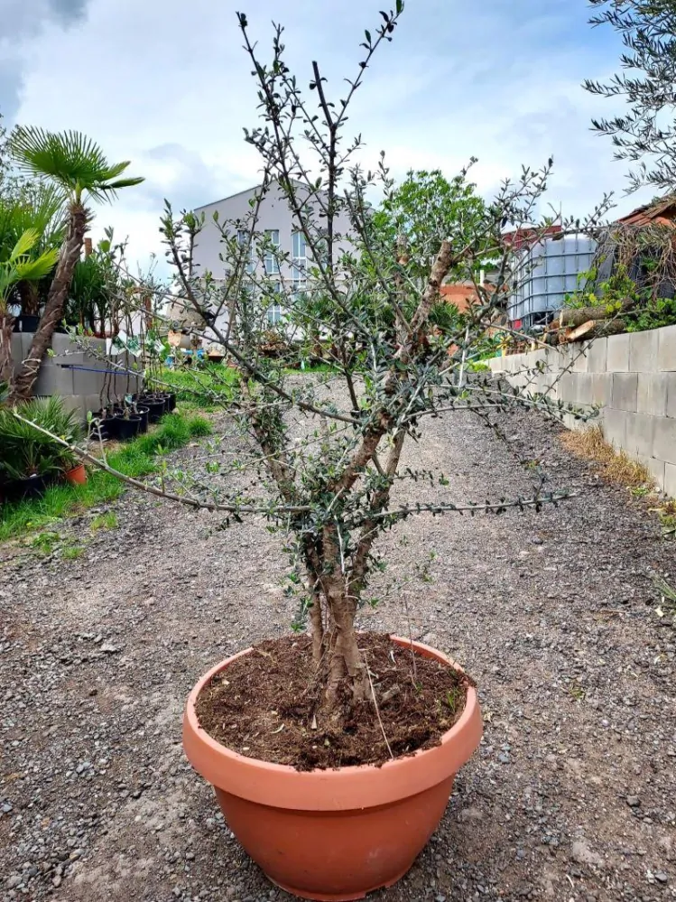 Olivovník evrop., vícekmen, "divoký"