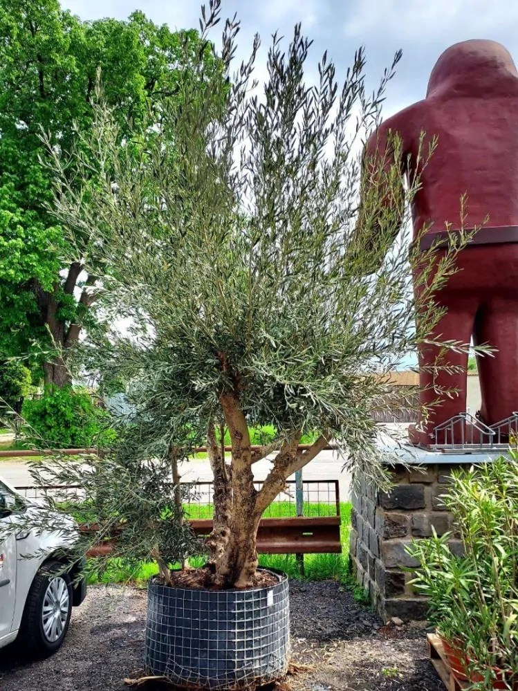 Olivovník evropský, bonsai-uskupení, síť