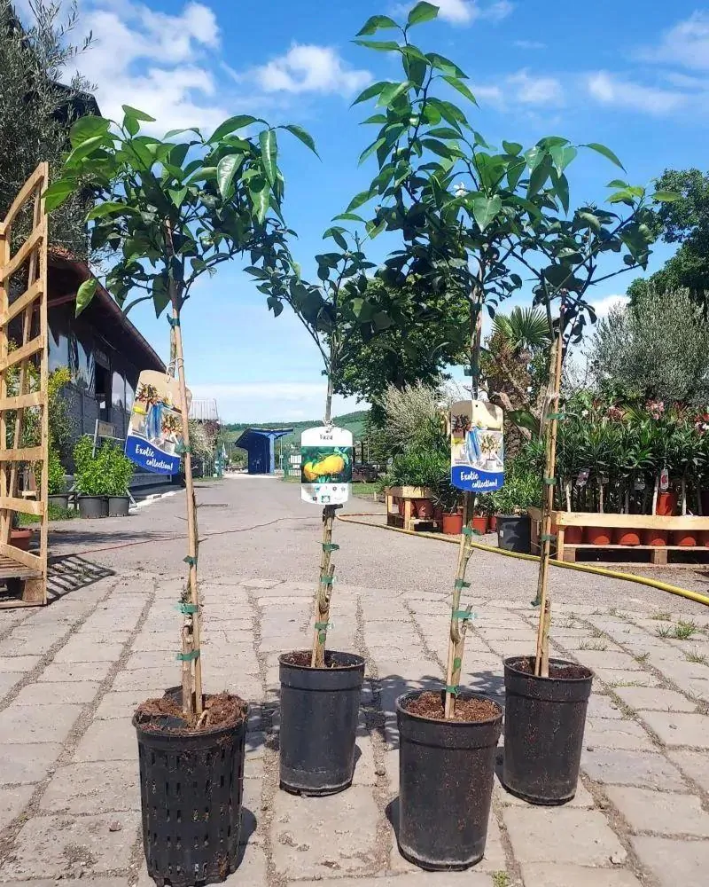 Citrus junos, "yuzu"