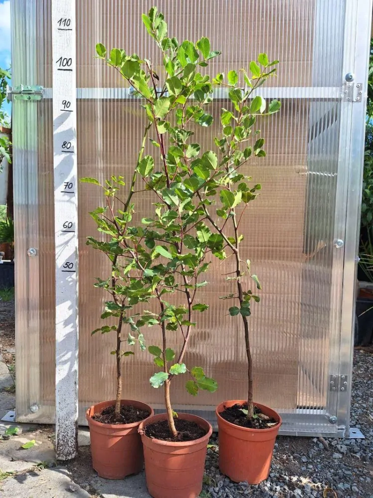 Ceratonia siliqua, 100 cm