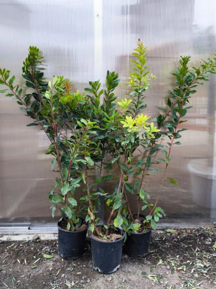 Arbutus unedo, "Jahodový strom"