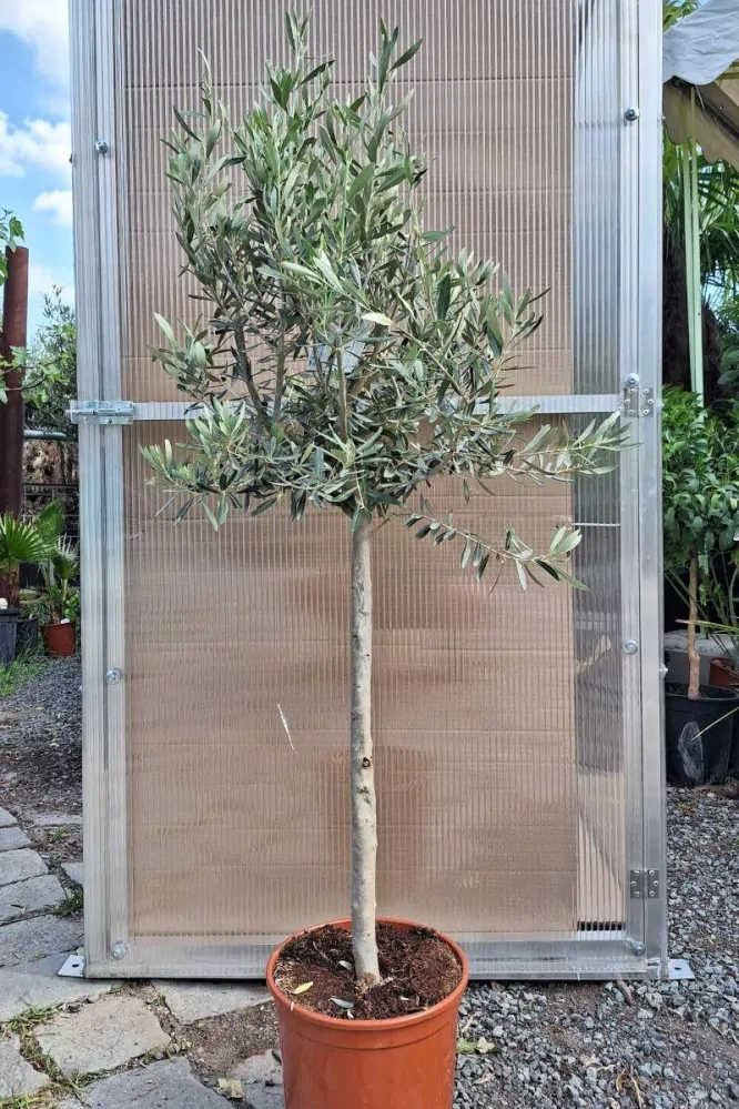 Olivovník evrop., 120-140 cm