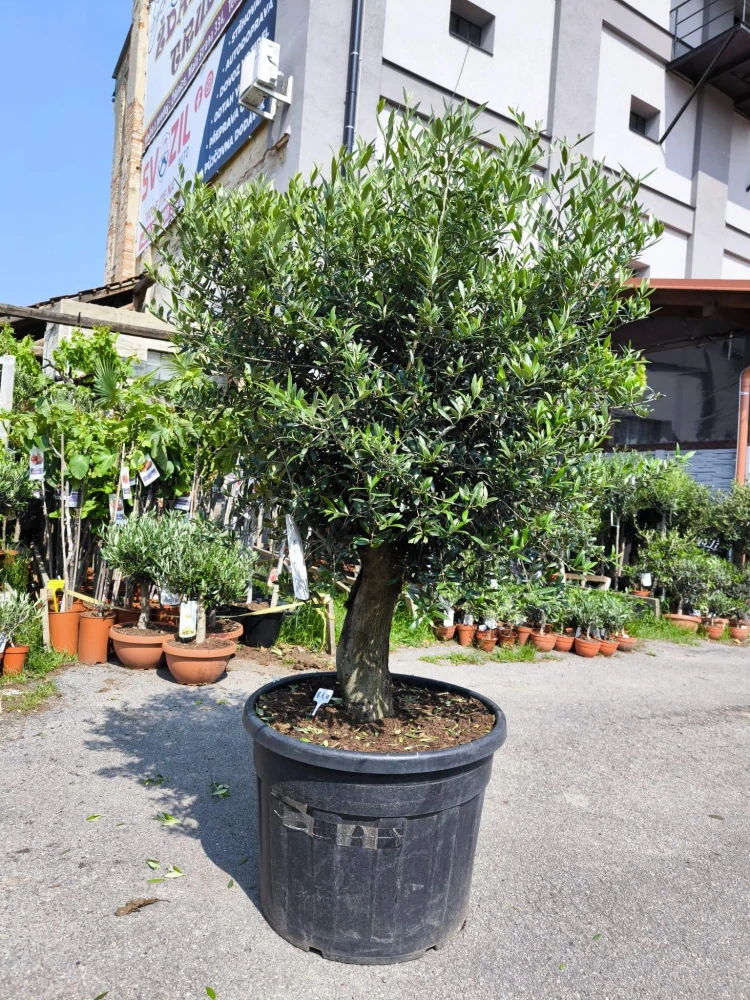 Olivovník, obv. 42-52 cm