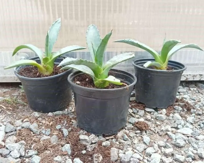 Agave americana, sazenice