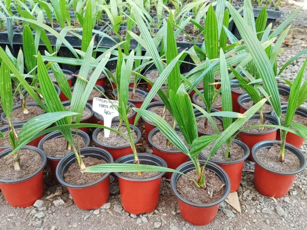 Trachycarpus fortunei, sazenice