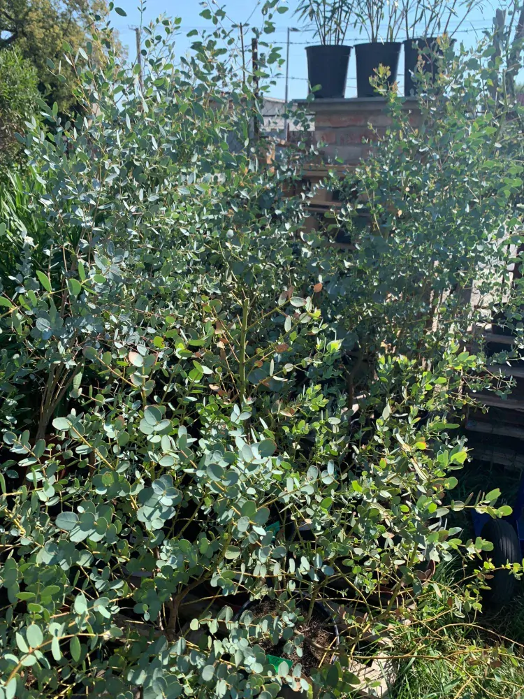 Eucalyptus gunnii