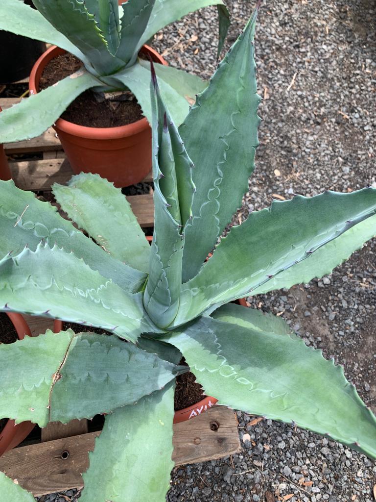 Agave americana