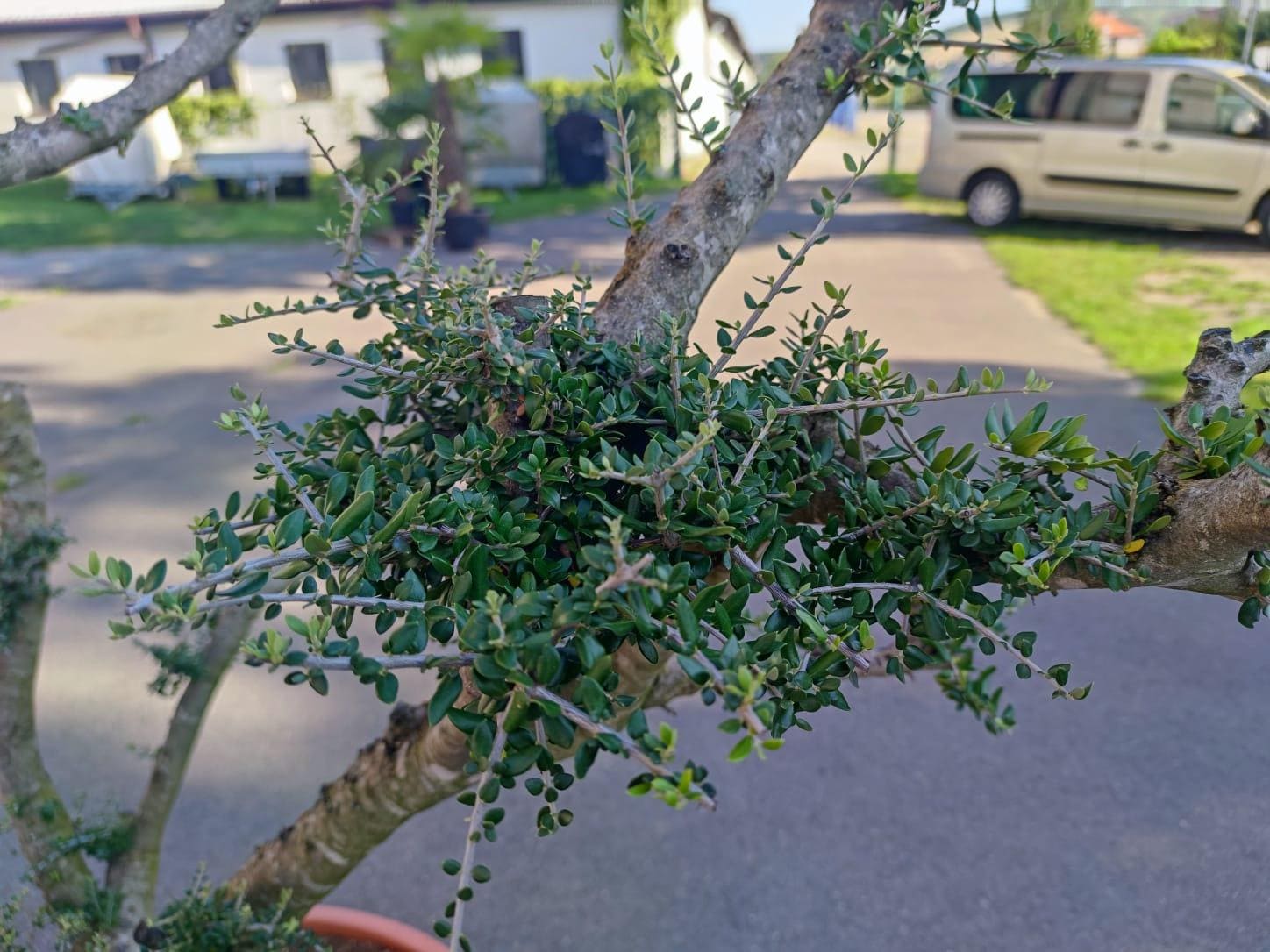 Olivovník evrop., vícekmen, "divoký"