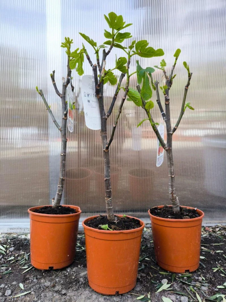 Fíkovník "Brown Turkey", 40-50 cm