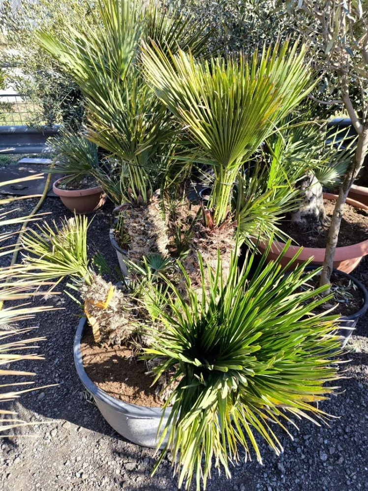 Chamaerops humilis, vícekmeny, terasová nádoba
