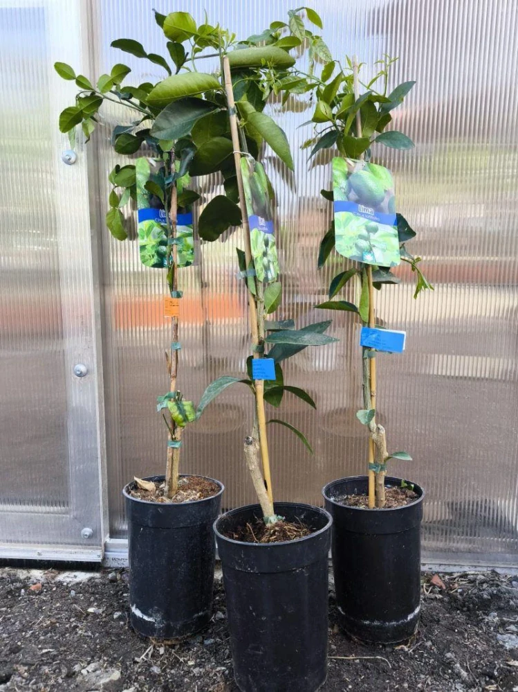 Citrus latifolia - limetka, 80-90 cm