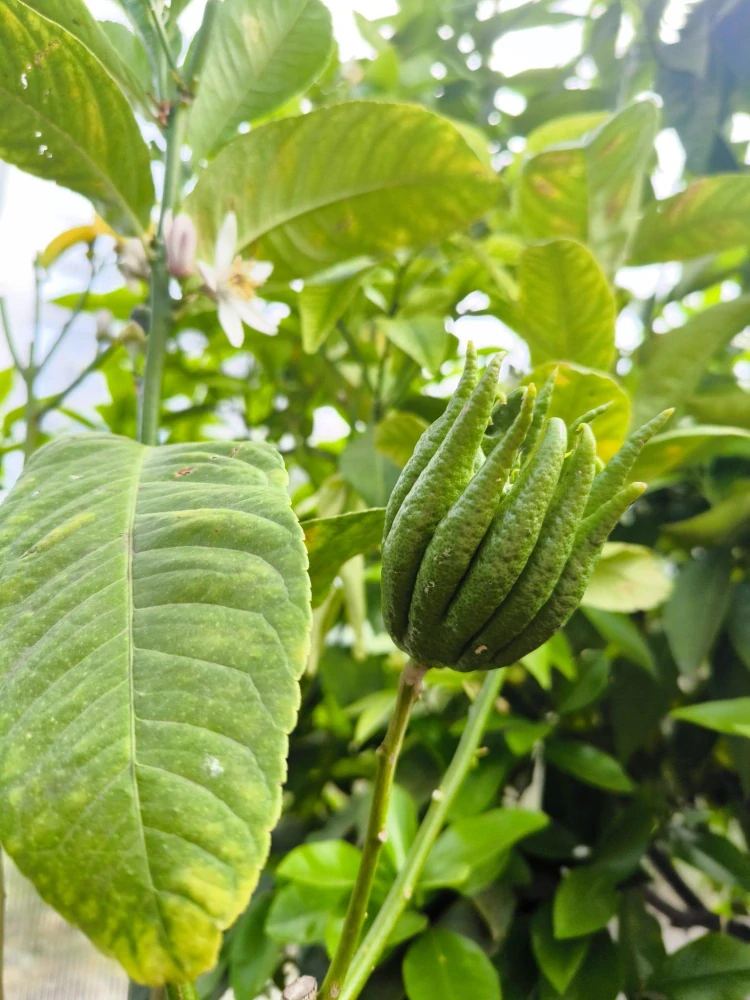 Citrus "Budhova ruka" 100-110 cm 