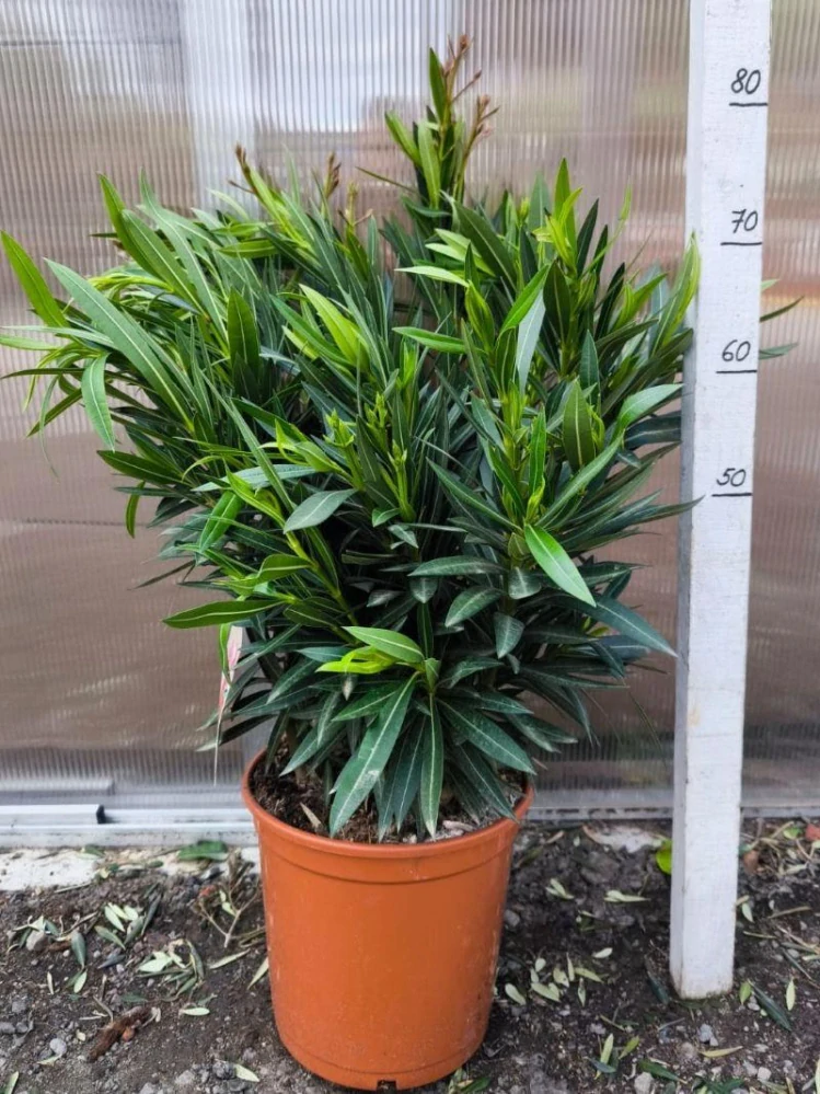 Oleandr, 70-90 cm, 3-BAREVNÝ MIX