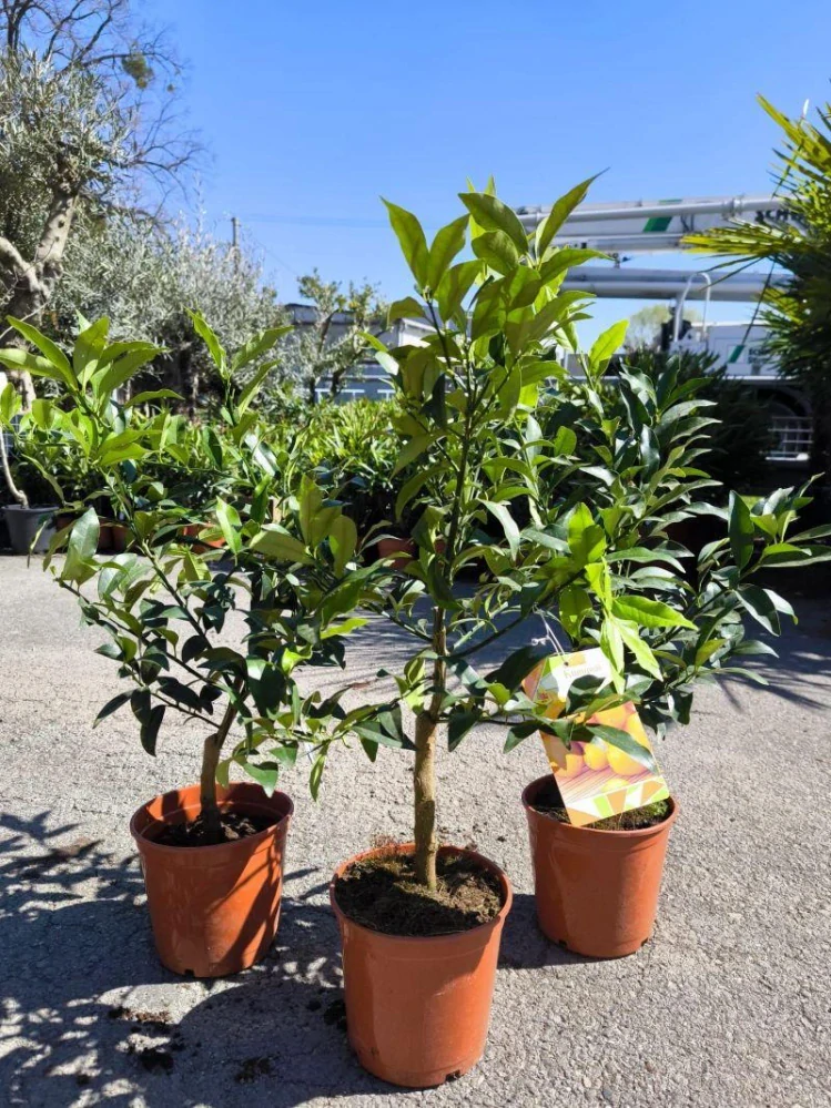 Kumquat, 60-70 cm