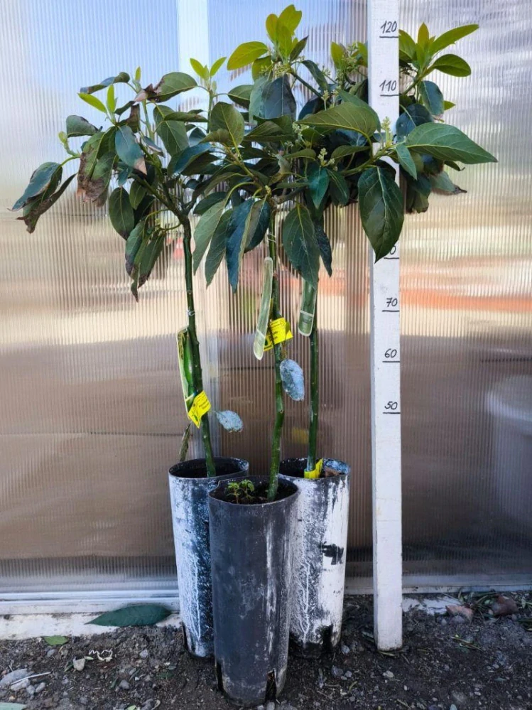 Avokádo, 110-120 cm, odrůda "Bacon"